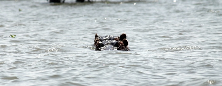 Hippos in Lake Naivasha